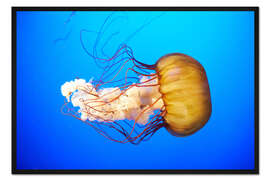 Gerahmter Kunstdruck Orangene Qualle (Chrysaora fuscescens) im blauen Ozean