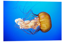 Foam board print Orange jellyfish (Chrysaora fuscescens) in the blue ocean