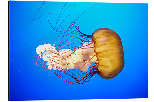 Gallery print Orange jellyfish (Chrysaora fuscescens) in the blue ocean