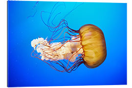 Gallery print Orange jellyfish (Chrysaora fuscescens) in the blue ocean