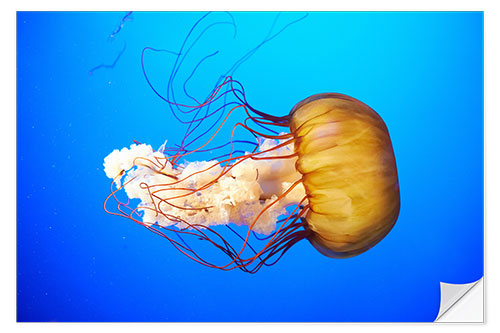 Wall sticker Orange jellyfish (Chrysaora fuscescens) in the blue ocean