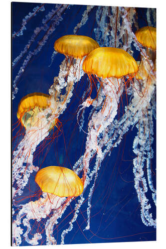 Aluminium print jellyfish Parade