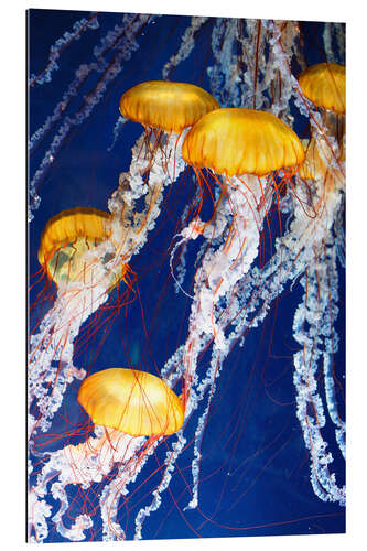 Galleriprint jellyfish Parade