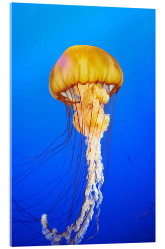 Cuadro de metacrilato Orange jellyfish in blue ocean