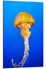 Aluminium print Orange jellyfish in blue ocean