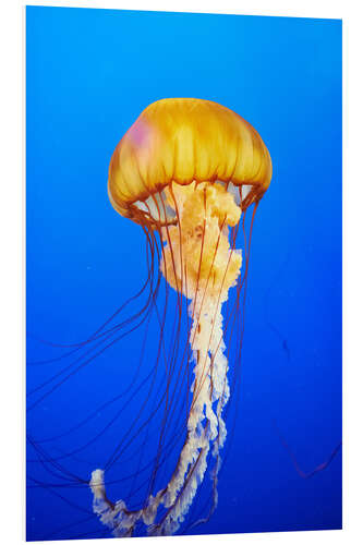 Cuadro de PVC Orange jellyfish in blue ocean