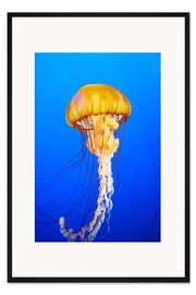 Gerahmter Kunstdruck Orangene Qualle im blauen Ozean