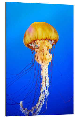 Gallery print Orange jellyfish in blue ocean