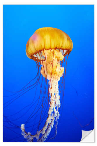 Wall sticker Orange jellyfish in blue ocean