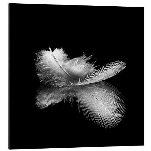 Aluminium print Light as a feather