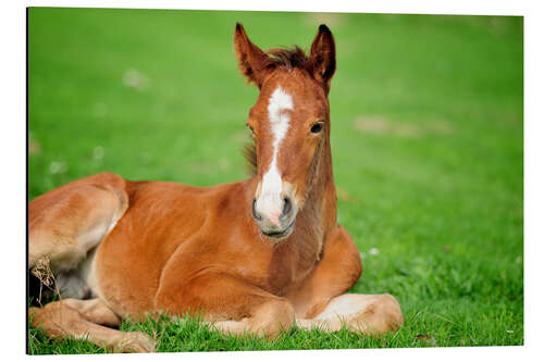 Aluminiumtavla Foal on a lawn