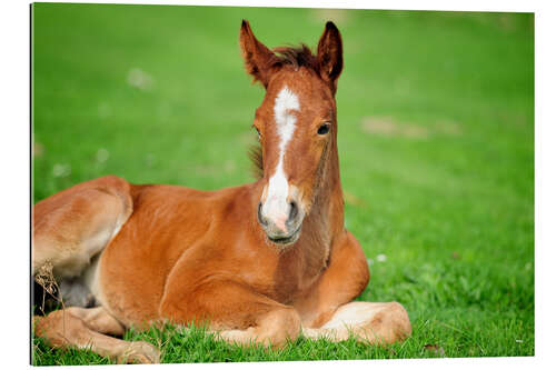 Gallery print Foal on a lawn