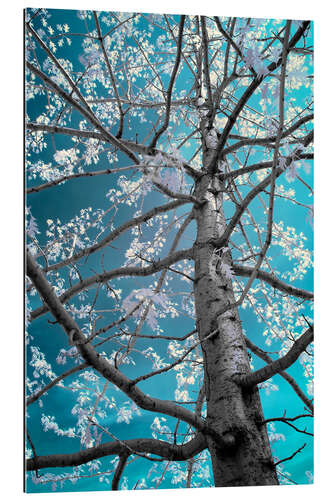 Gallery print infrared tree