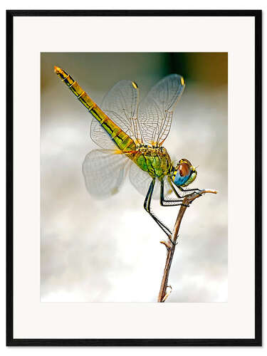 Kehystetty taidepainatus dragon-fly