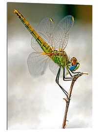 Gallery print dragon-fly