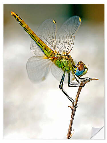 Wall sticker dragon-fly