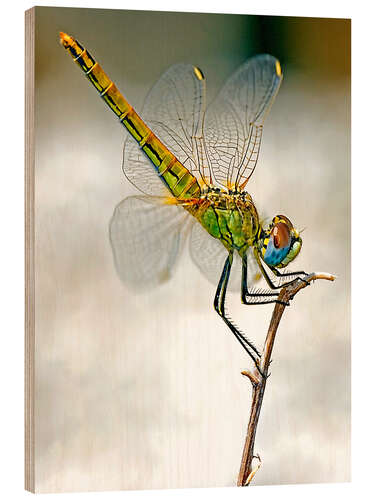 Holzbild Libelle