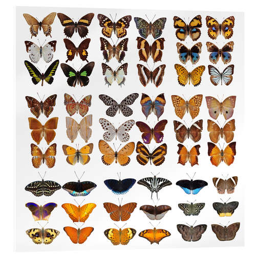 Acrylic print Chart of butterflies