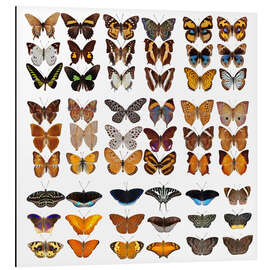 Aluminium print Chart of butterflies