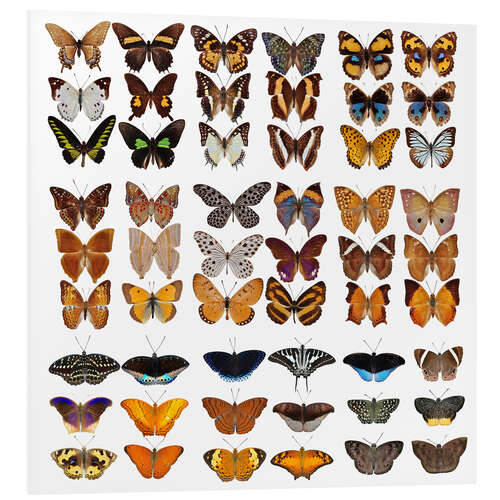 Stampa su PVC Chart of butterflies