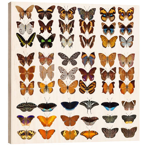 Wood print Chart of butterflies