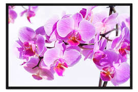 Gerahmter Kunstdruck Schöne rosa-magenta Orchidee