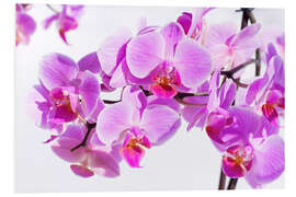 Foam board print Beautiful pink-magenta orchid