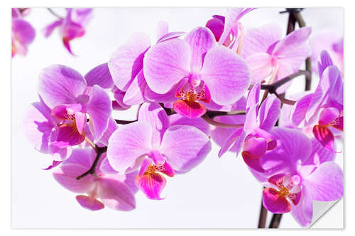 Wandsticker Schöne rosa-magenta Orchidee