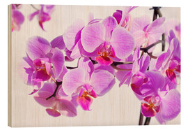 Obraz na drewnie  Beautiful pink-magenta orchid