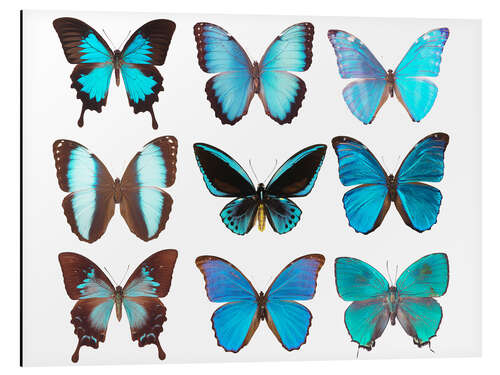 Cuadro de aluminio blue butterflies