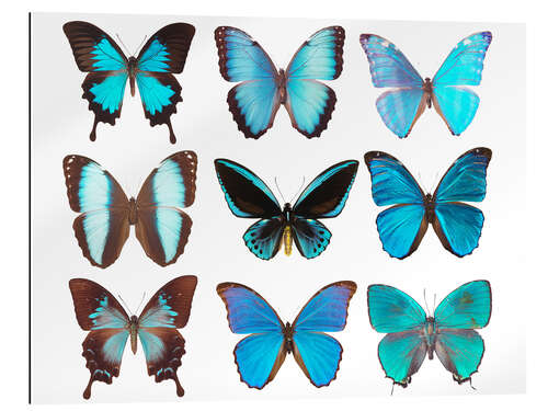 Gallery print blue butterflies