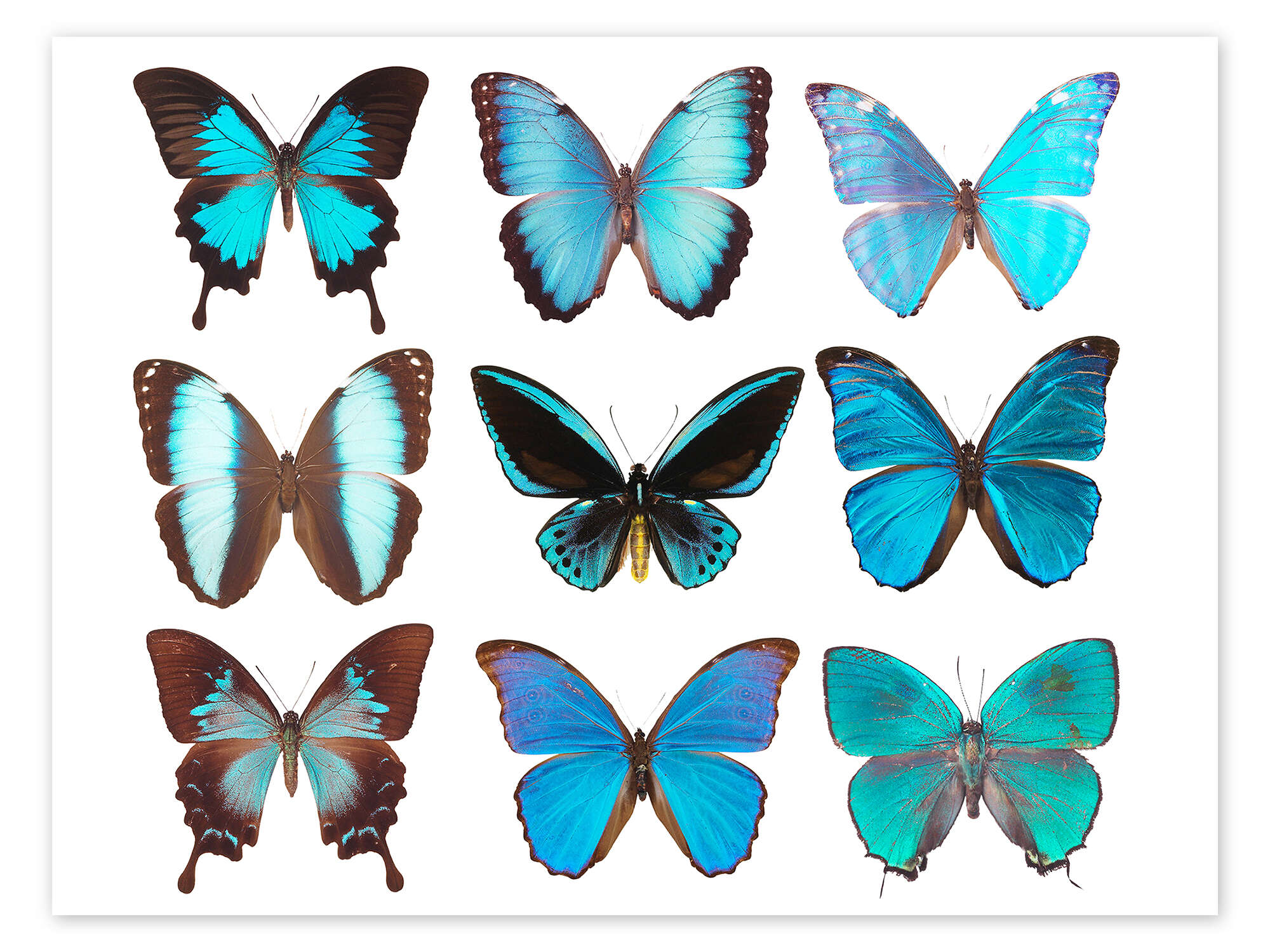 blue butterflies print by Editors Choice