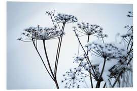 Cuadro de metacrilato Frozen umbrella flowers