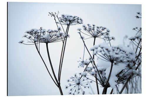 Aluminium print Frozen umbrella flowers