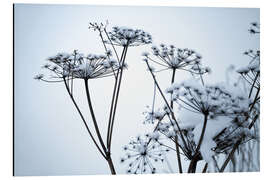 Aluminiumtavla Frozen umbrella flowers