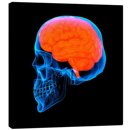 Canvas print human brain