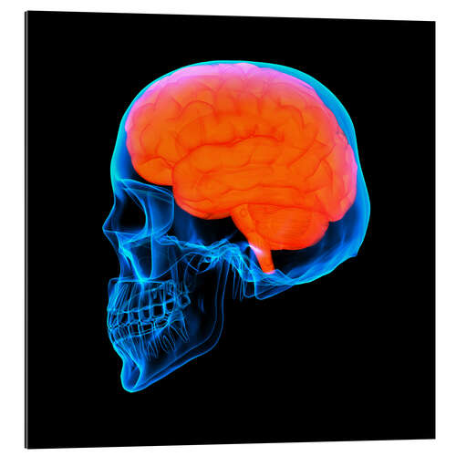 Gallery print human brain