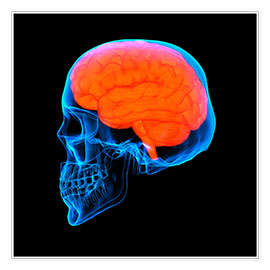 Póster  human brain