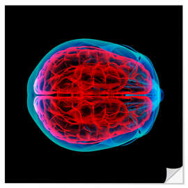 Selvklebende plakat Brain perfusion