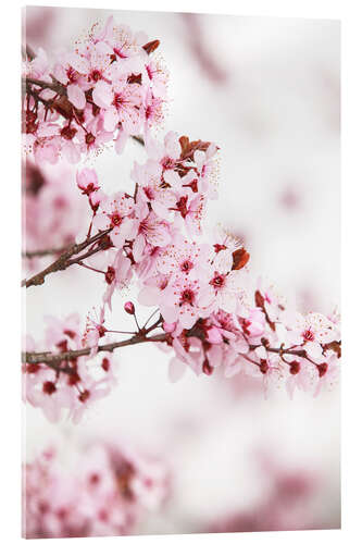 Akryylilasitaulu flowering fruit tree