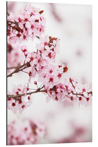 Tableau en aluminium Arbre fruitier en fleur 