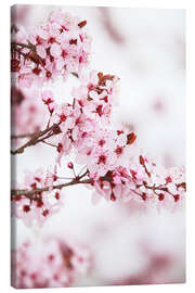Canvas print  flowering fruit tree