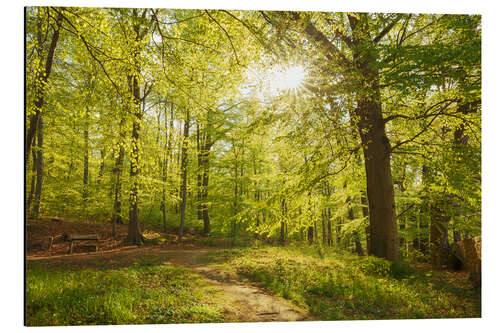 Aluminium print Spring forest with sunshine