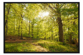 Gerahmter Kunstdruck Frühlingswälder mit Sonnenschein