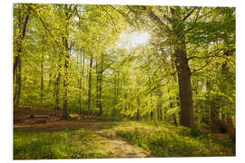 Foam board print Spring forest with sunshine