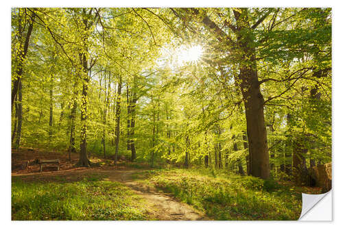 Wandsticker Frühlingswälder mit Sonnenschein