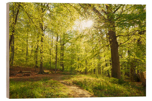 Print på træ Spring forest with sunshine