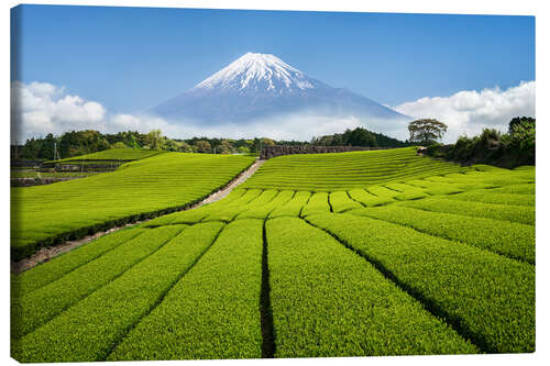 Lienzo Tea field in Japan with Mount Fuji