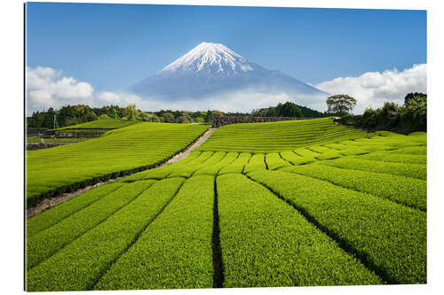 Gallery print Tea field in Japan with Mount Fuji