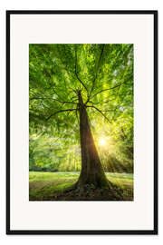 Gerahmter Kunstdruck Baumstamm einer Buche mit Sonnenstrahlen